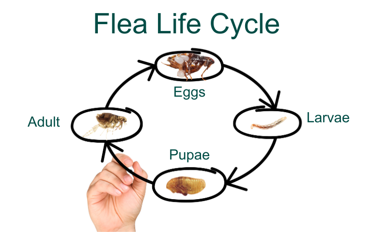 Flea Larvae: The Key to Breaking the Flea Lifecycle - Alta Pest Control - Flea Larvae Regulator